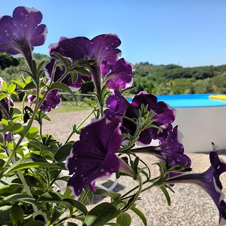 Villa Degli Olivi Nature シエーナ エクステリア 写真